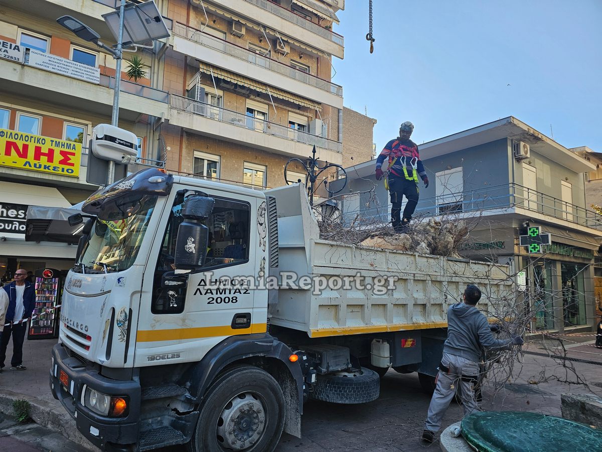 Δεντρο πλατεια Λαου019
