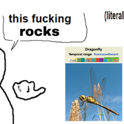 dragonflies-are-cool