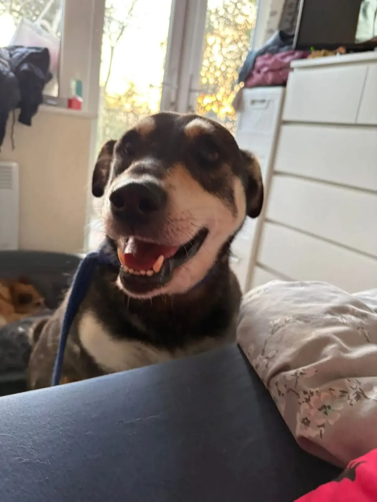 Eight-Year-Old Crossbreed Dog Seeks New Home