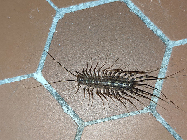 https://i.ibb.co/1GpmDkQ/insecte02.jpg