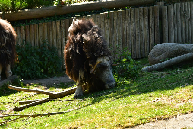 Musk oxen at Copenhagen Zoo