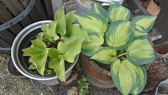 Hosta 2.jpg