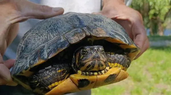Țestoase de Florida, abandonate în Lunca Mureșului: amenzi usturătoare și pericol ecologic