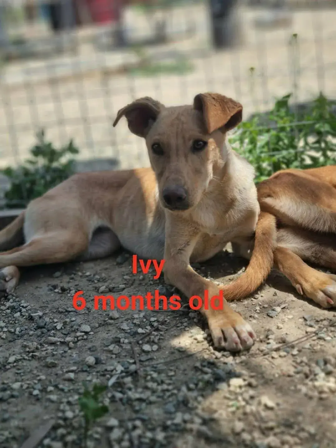 Ivy, a Lovable Cross-Breed Puppy