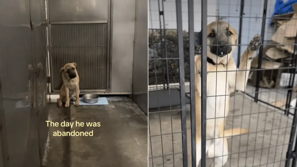 Abandoned Dog Transforms After Finding Safety and Love