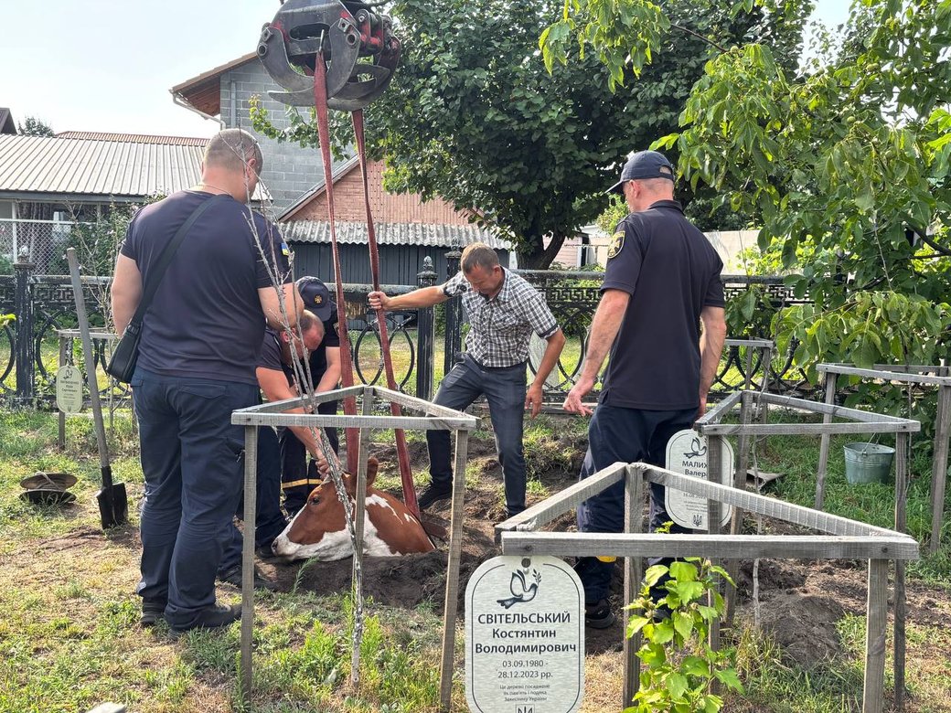Корова впала в люк у сквері пам'яті загиблих захисників у Малині: тварину рятували три години