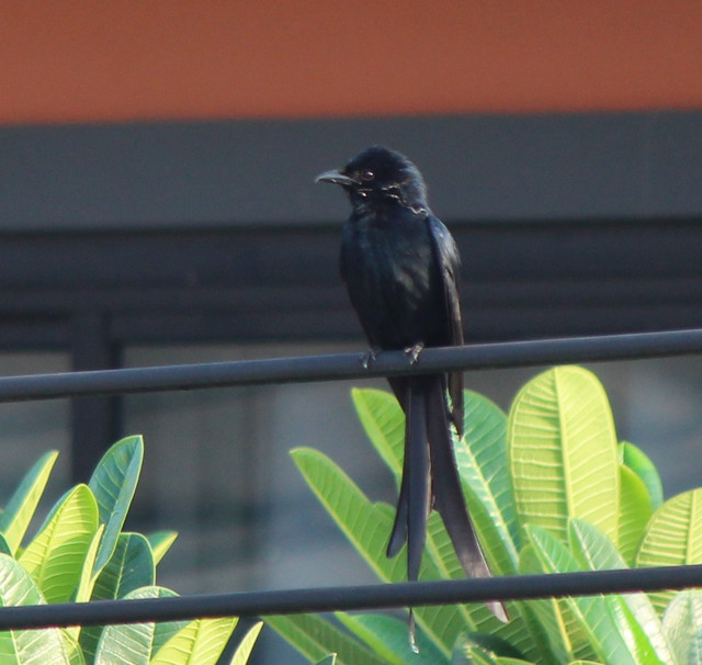 IMG 0901.jpg