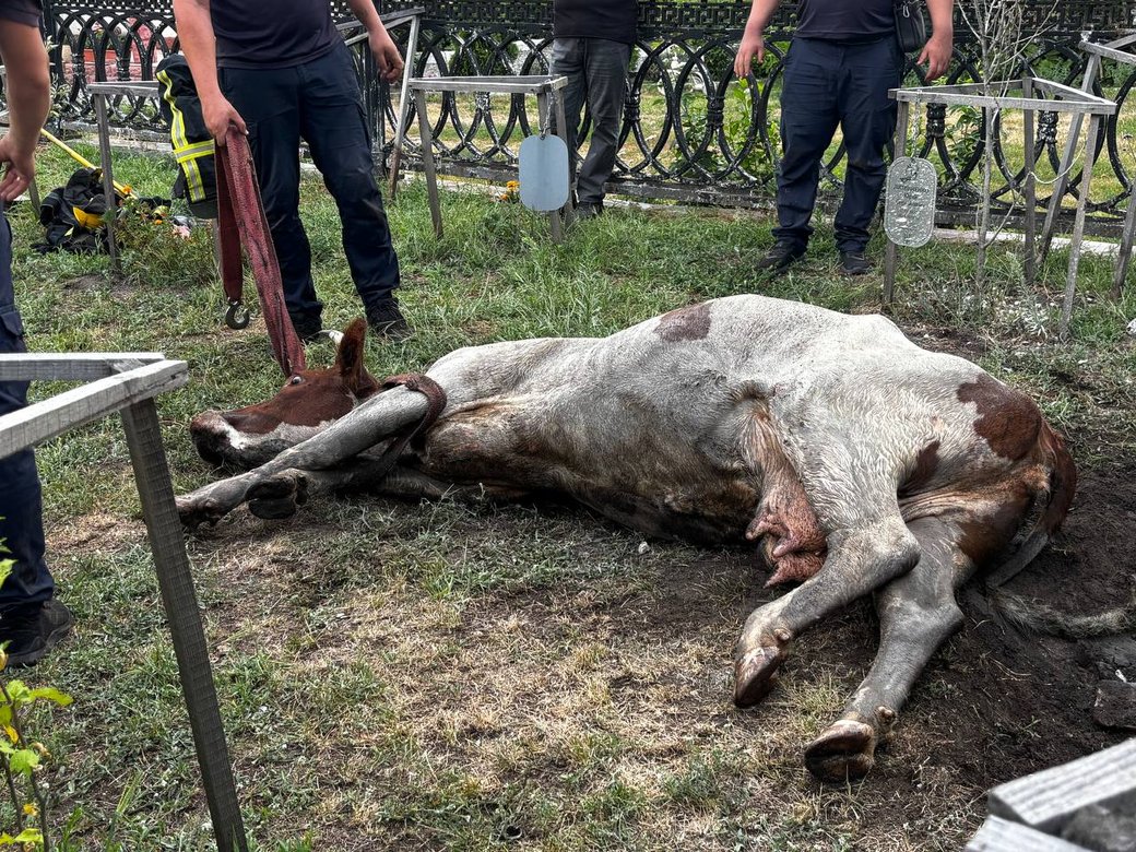 Корова впала в люк у сквері пам'яті загиблих захисників у Малині: тварину рятували три години