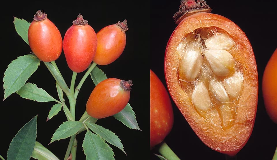 Monaco Nature Encyclopedia