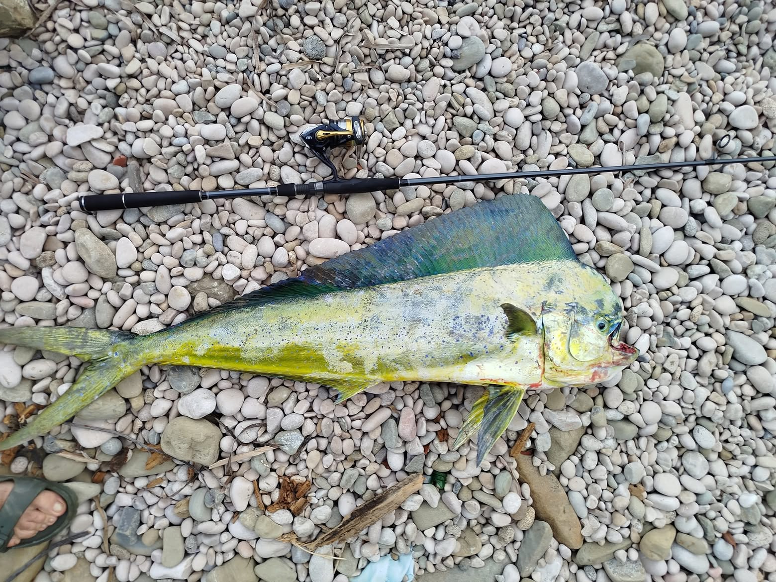 mahimahi