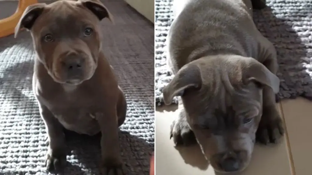 A Pup’s Early Training Brings Family Joy