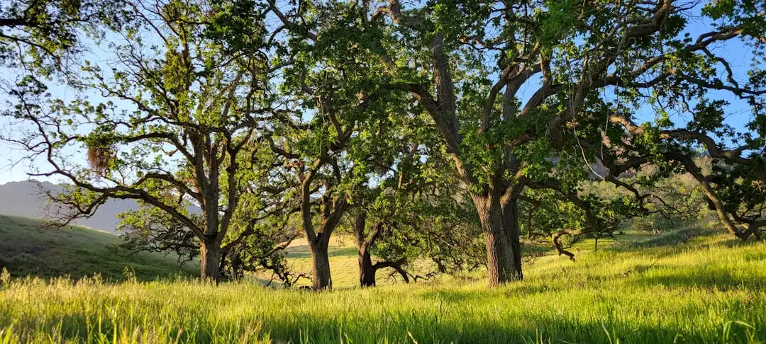 Cinder Oak Mountain Ranch: Un Refugiu Montan de Vis