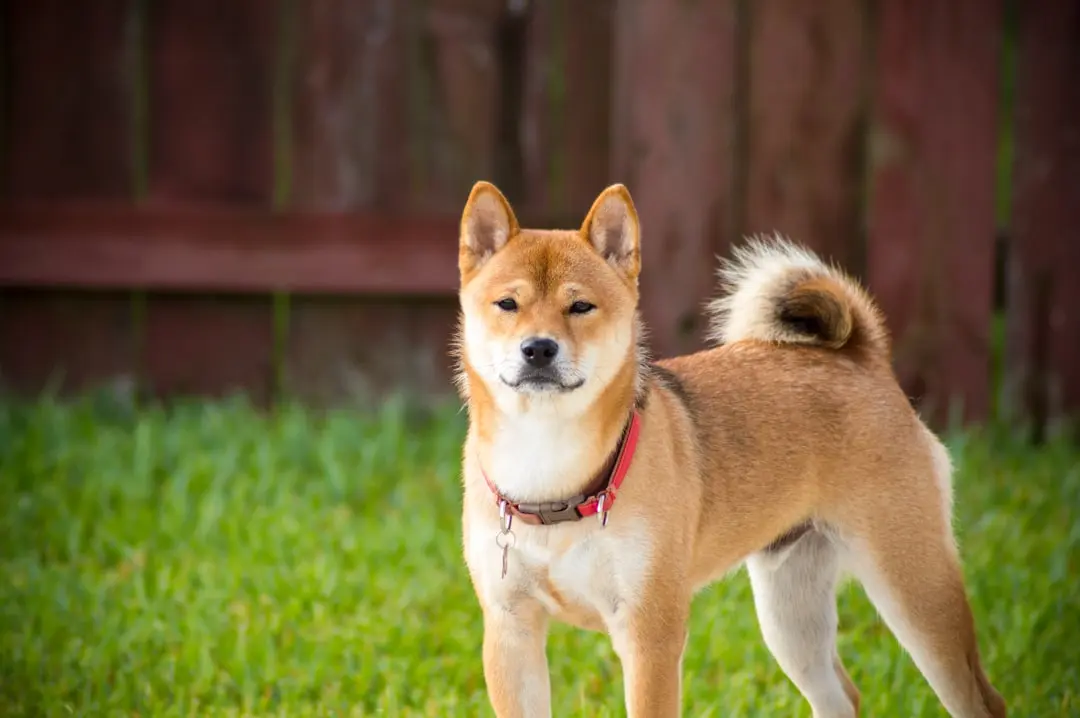 Shiba Inu Metric Plummets 61% in 24 Hours