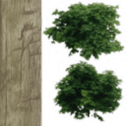 thumb bonsia tree(1)