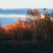 IPB Image