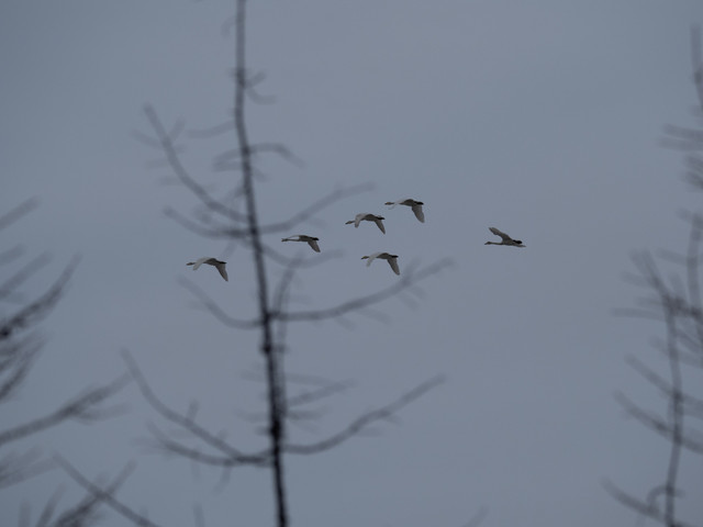 P5110150.jpg
