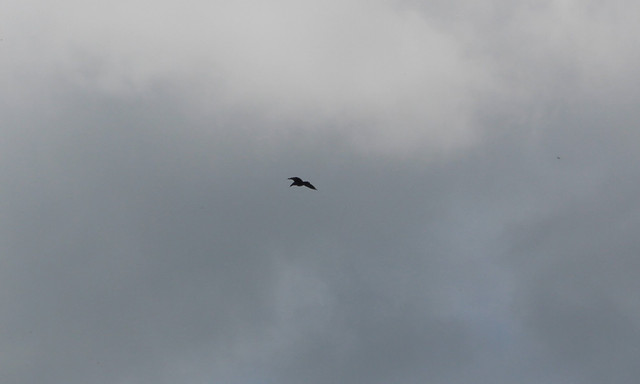 IMG-4135.jpg