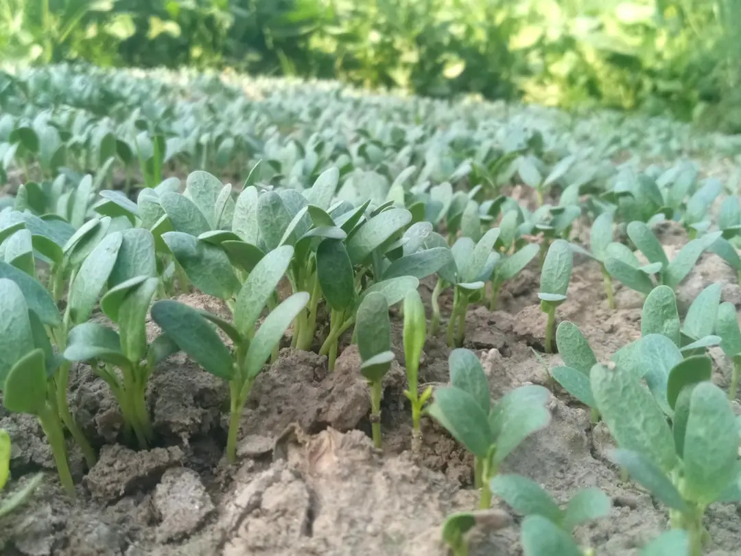 Utilizarea canabisului reduce nivelul de fier în creier și dopamină