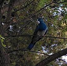 最近認識された鳥の写真