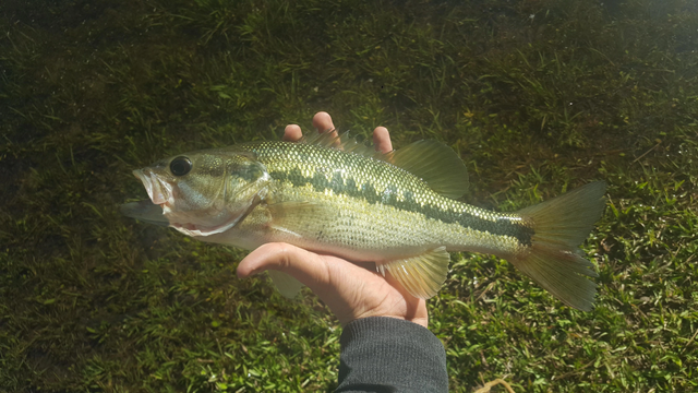 fish.png