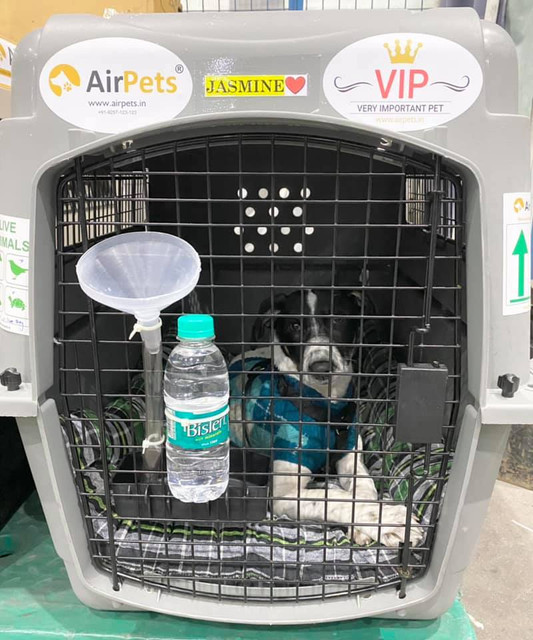 Pet-Relocation-Agency-in-Mumbai.jpg