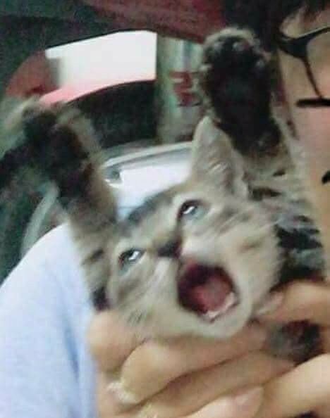 Cr-Twitter.jpg