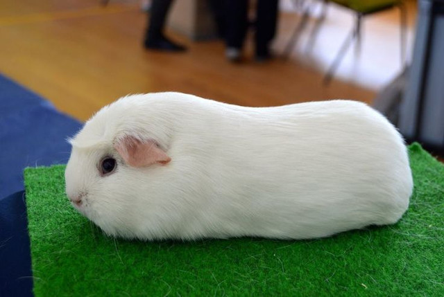 guinea-pig