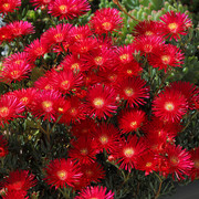 IMG-7660