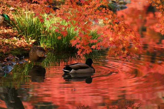Momiji-7