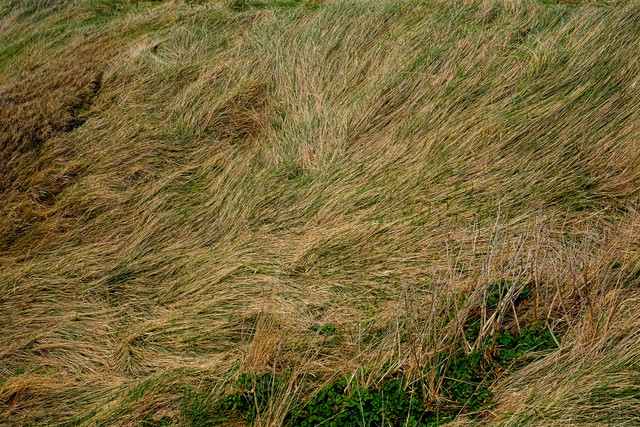 E1SR6202.jpg