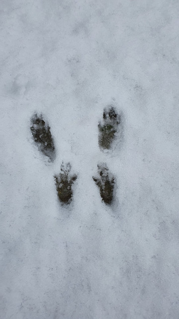 Tracks