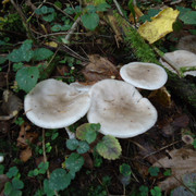 DSC00205