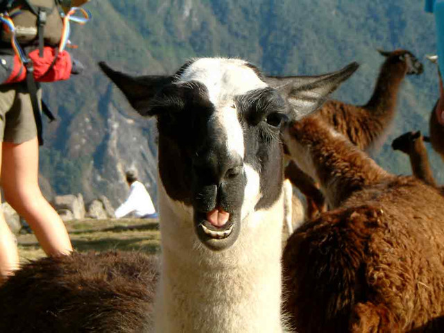 llamahq8