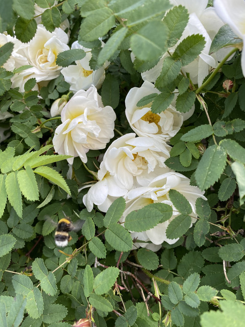 CAECA1-D0-93-E0-462-B-89-A8-9-ACB8838-CB