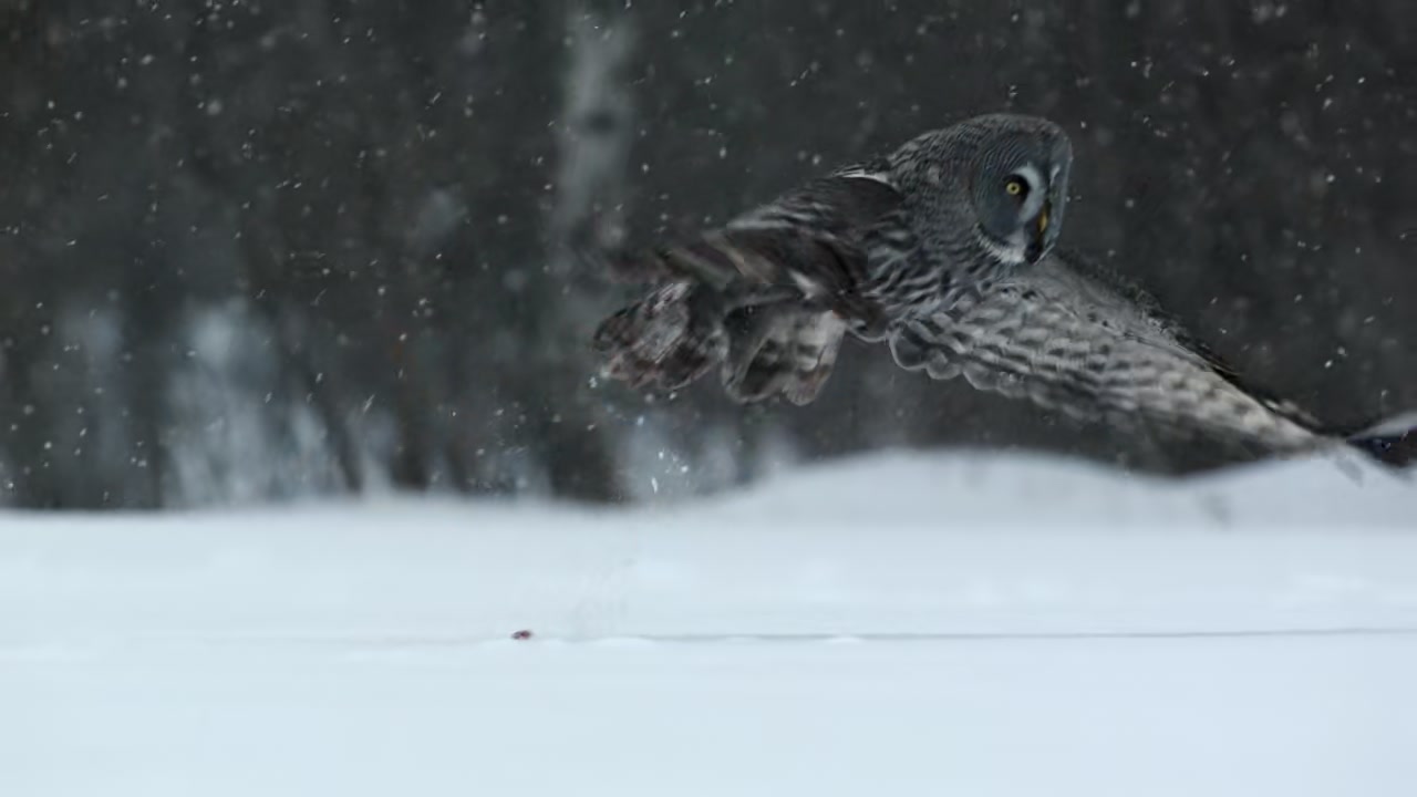Frozen Planet Screenshot