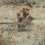 Roadrunner