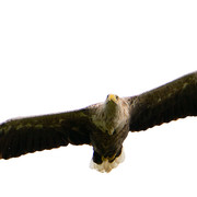 Adler