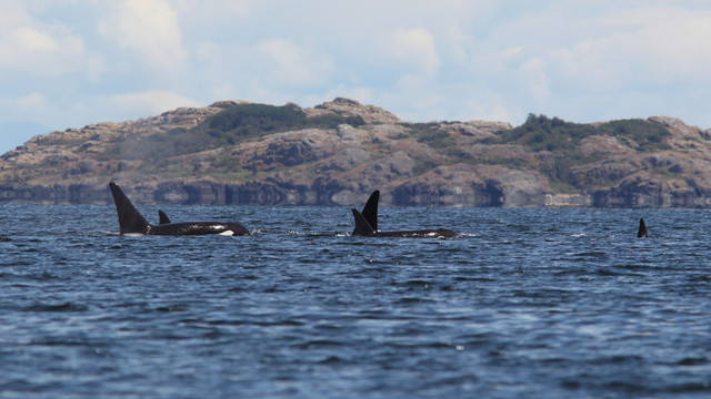 Orca-s-2-Border-Maker