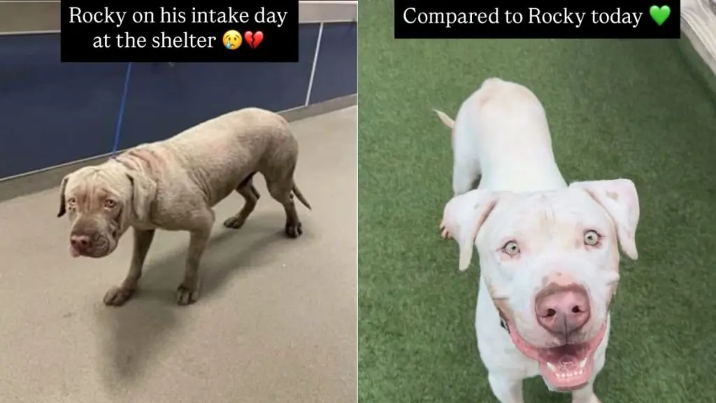 Rocky's Transformation Proves Love Can Revive a Shelter Dog