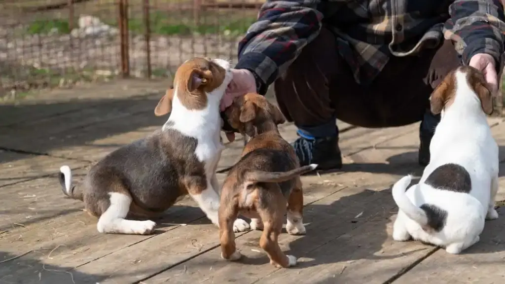 Tennessee Rescue Gives New Start to 37 Abandoned Puppies and Senior Dogs