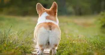 Dogs' Anal Gland Problems: Understanding the Issue and Finding Solutions