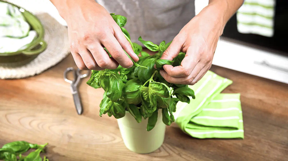 Summer's Bounty: 17 Creative Ways with Fresh Basil