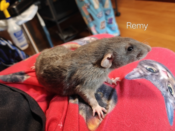 remy (2)
