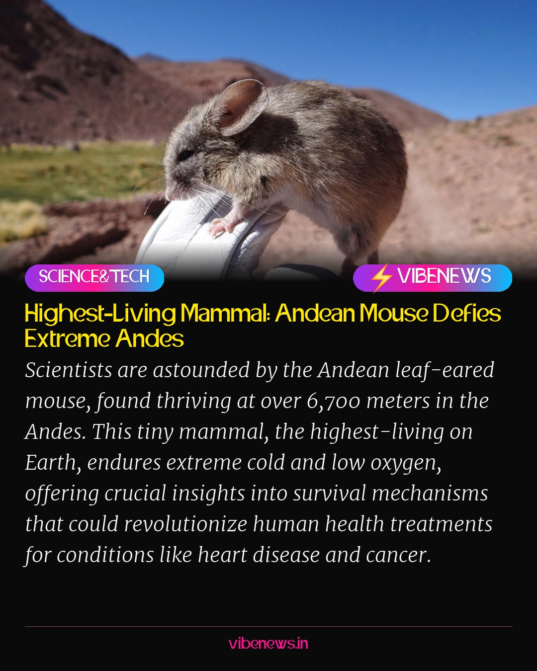 Highest-Living Mammal: Andean Mouse Defies Extreme Andes
