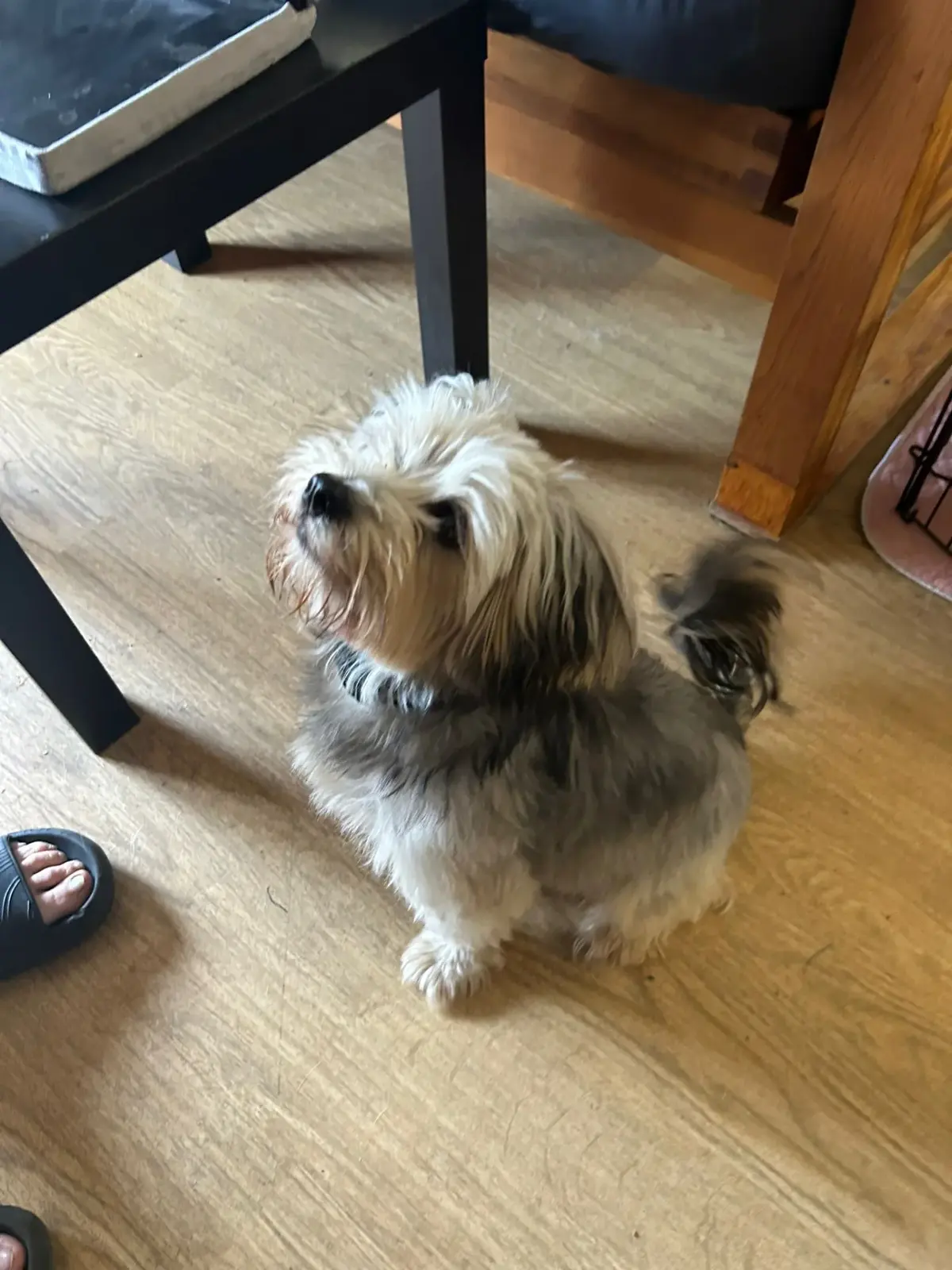 Adopt Fluffy: A Playful 20-Month-Old Shih Tzu Cross Looking for a Home