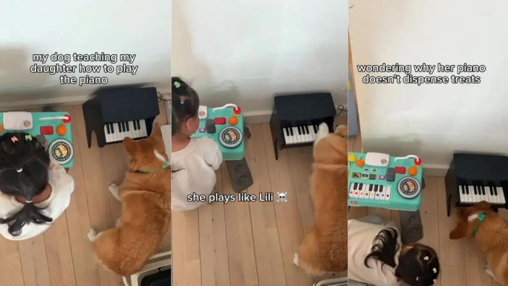 Corgi Turns Piano Teacher for Little Girl
