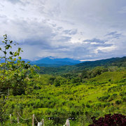Sabah Tea1