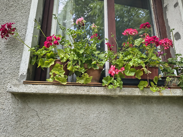 pelargonium3.jpg