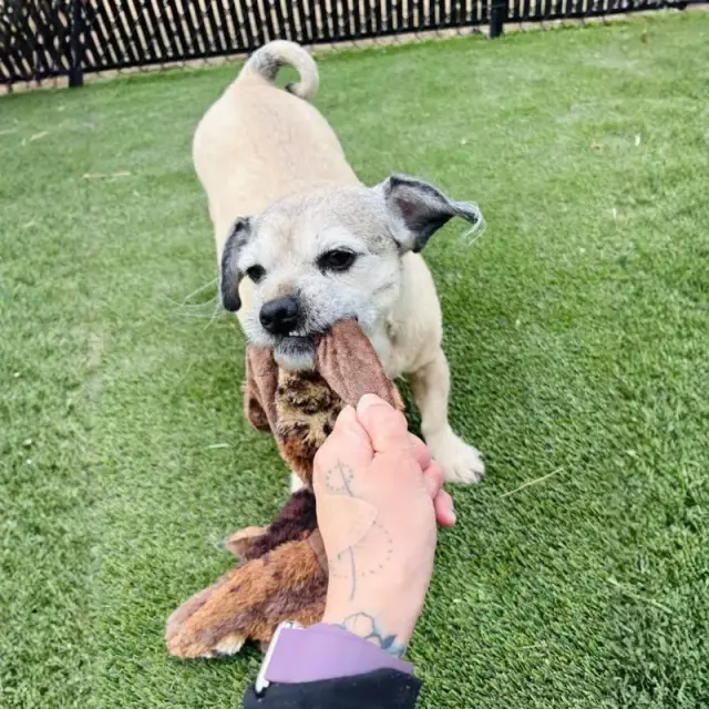 Dogs at Meadow Ridge Pet Lodge in Rapid City, SD
