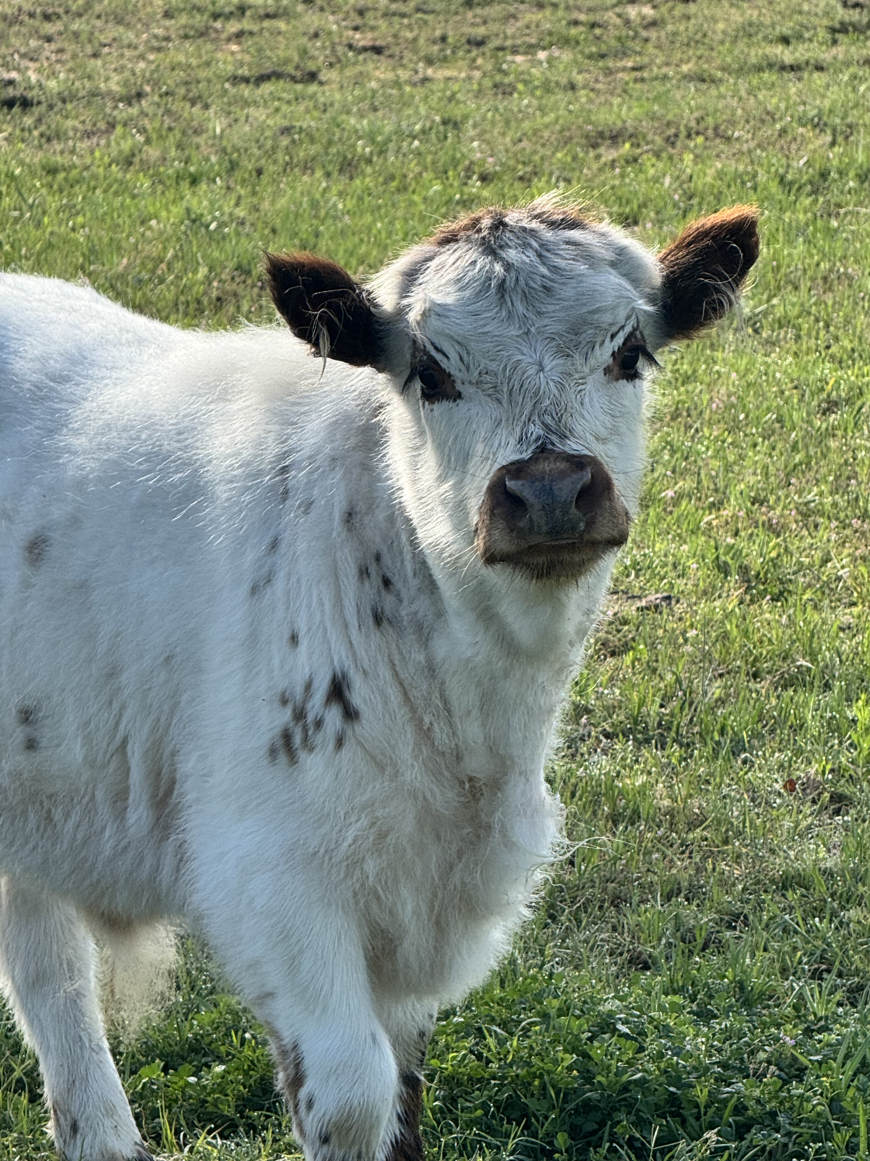 Angus (Gus)